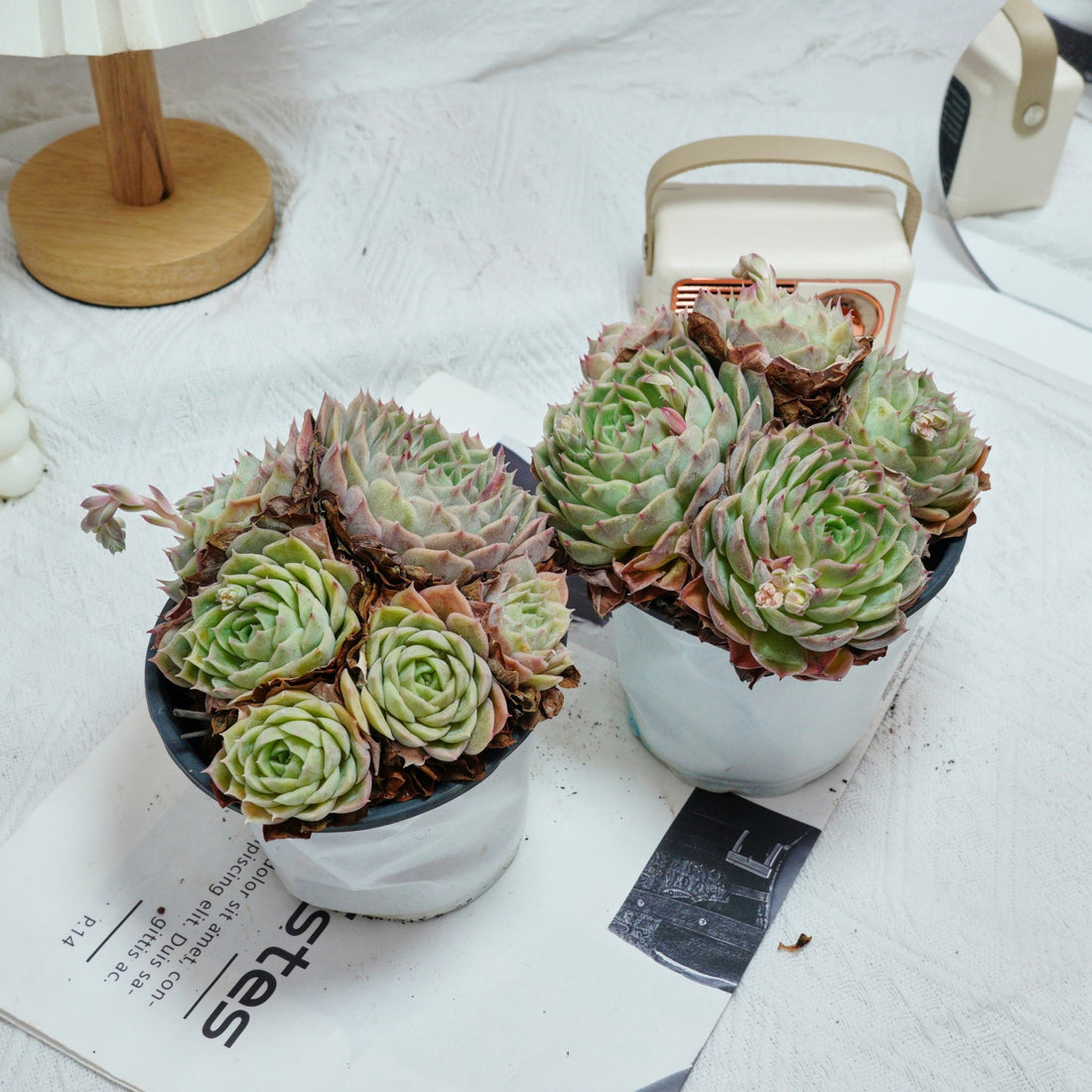 5'' Echeveria Onslow, Rare Live Succulent Plants