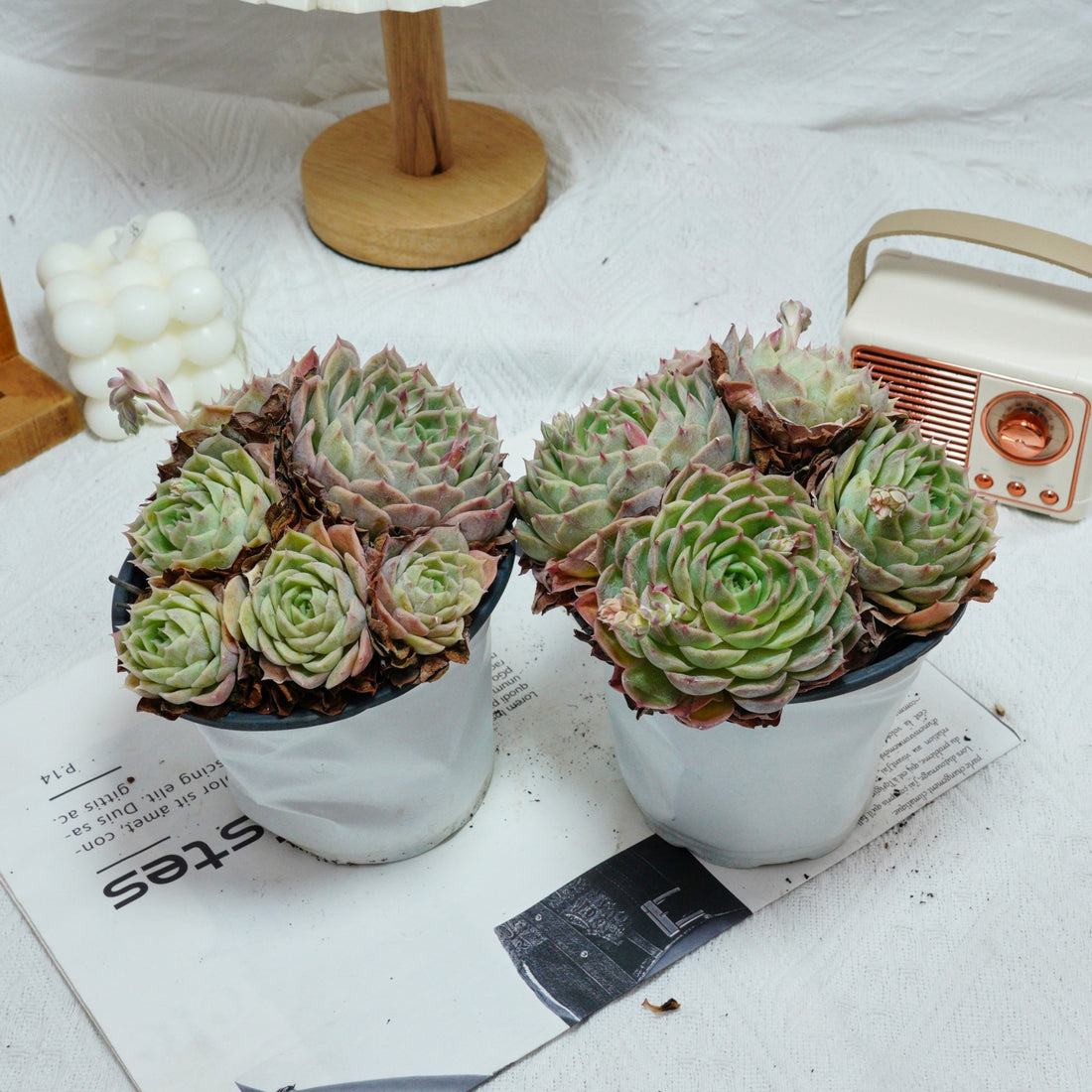 5'' Echeveria Onslow, Rare Live Succulent Plants