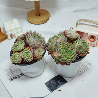 5'' Echeveria Onslow, Rare Live Succulent Plants