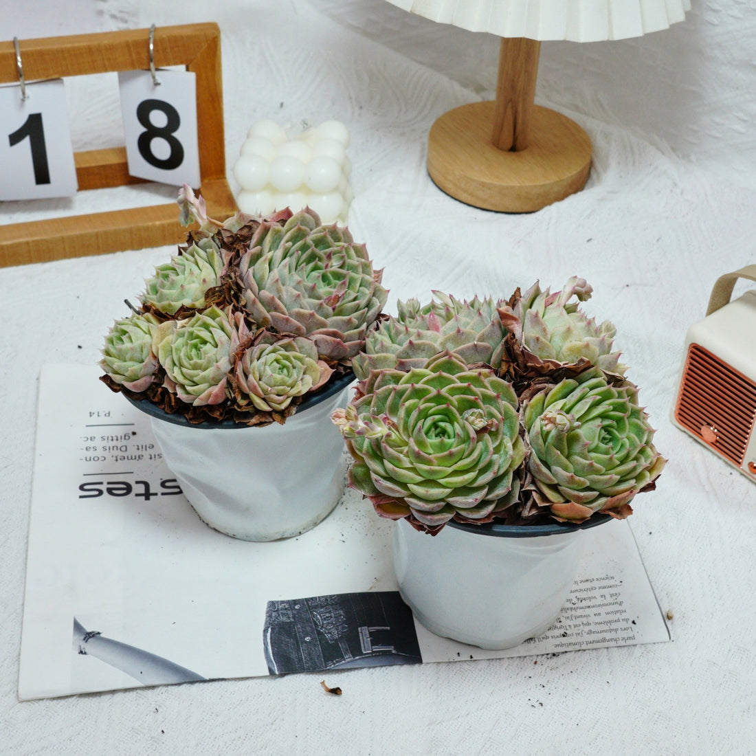 5'' Echeveria Onslow, Rare Live Succulent Plants