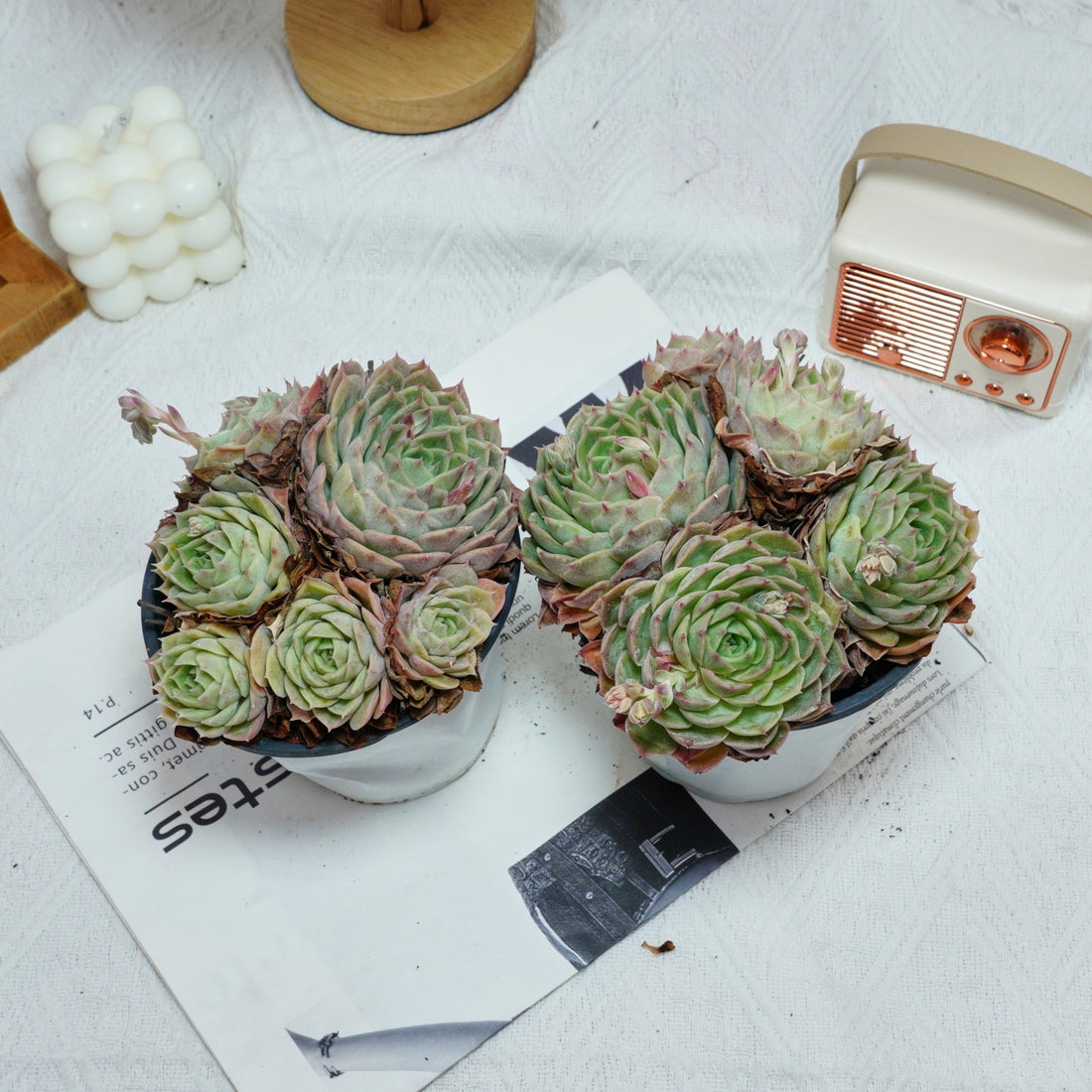 5'' Echeveria Onslow, Rare Live Succulent Plants