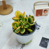 5'' Crassula Ovata Variegated, Rare Live Succulent Plants