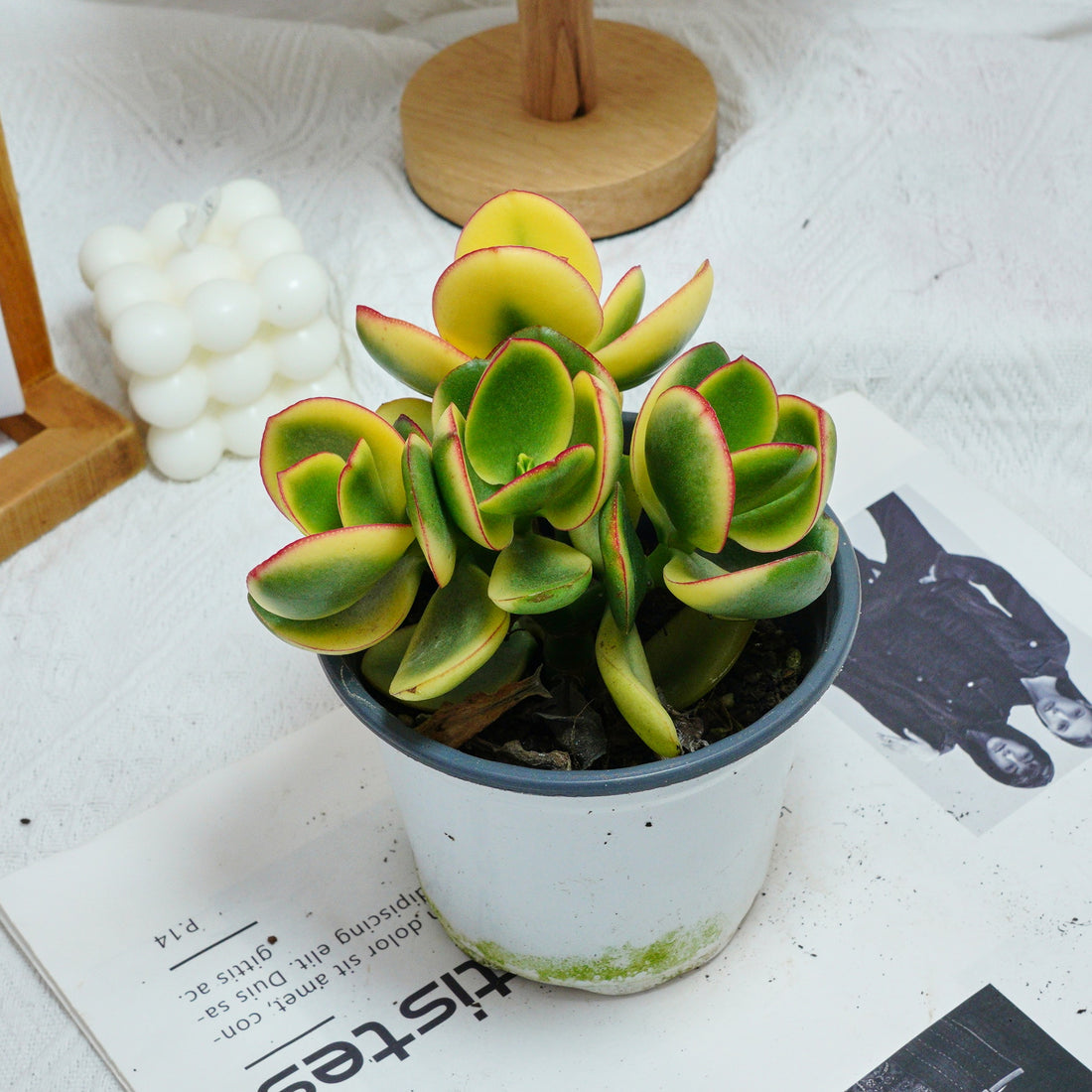 5'' Crassula Ovata Variegated, Rare Live Succulent Plants