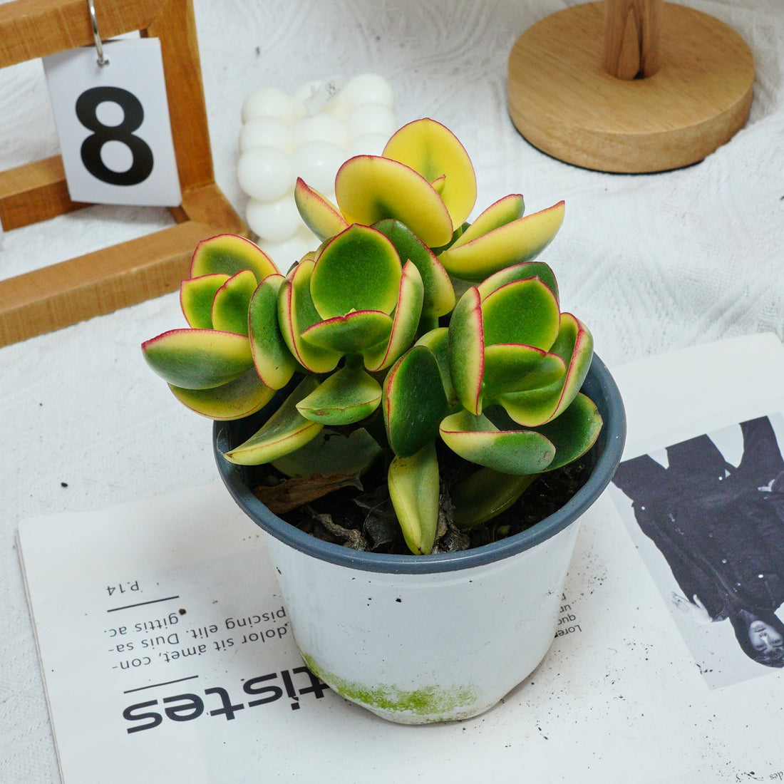 5'' Crassula Ovata Variegated, Rare Live Succulent Plants