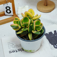 5'' Crassula Ovata Variegated, Rare Live Succulent Plants