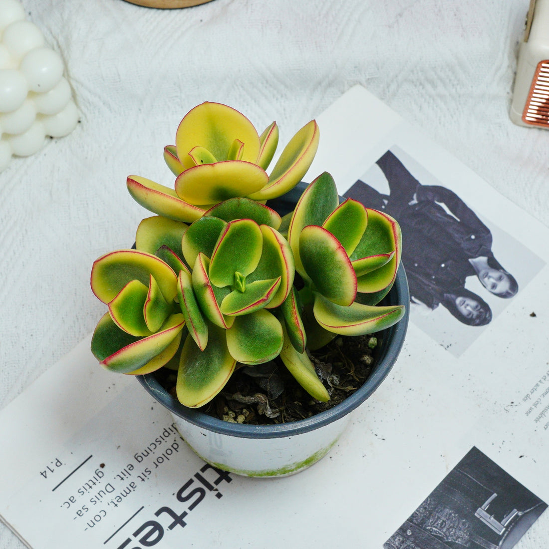 5'' Crassula Ovata Variegated, Rare Live Succulent Plants