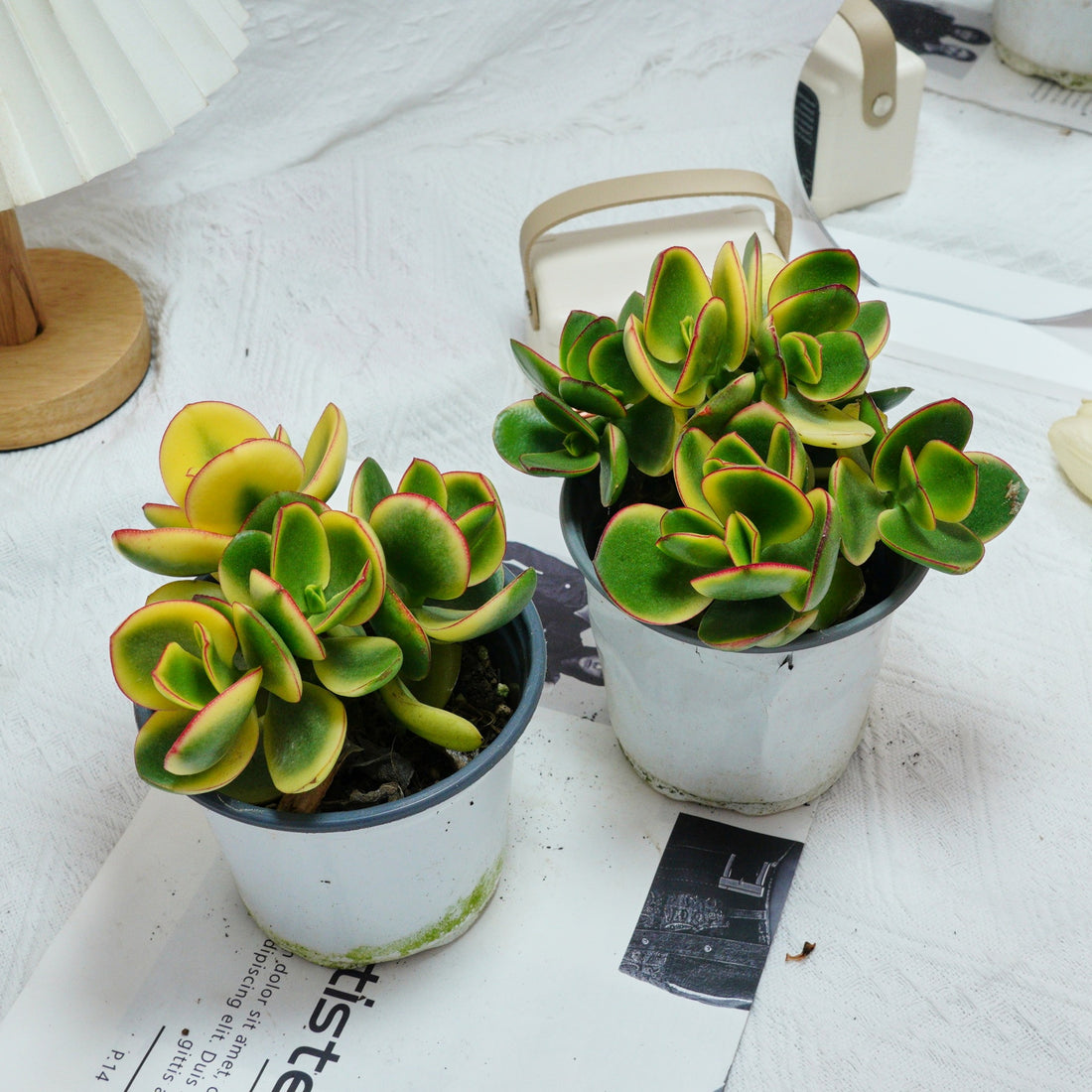 5'' Crassula Ovata Variegated, Rare Live Succulent Plants