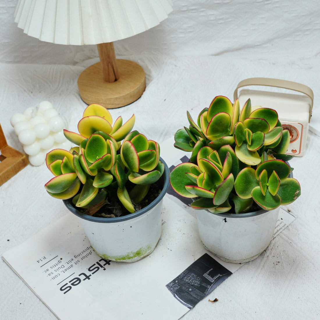 5'' Crassula Ovata Variegated, Rare Live Succulent Plants