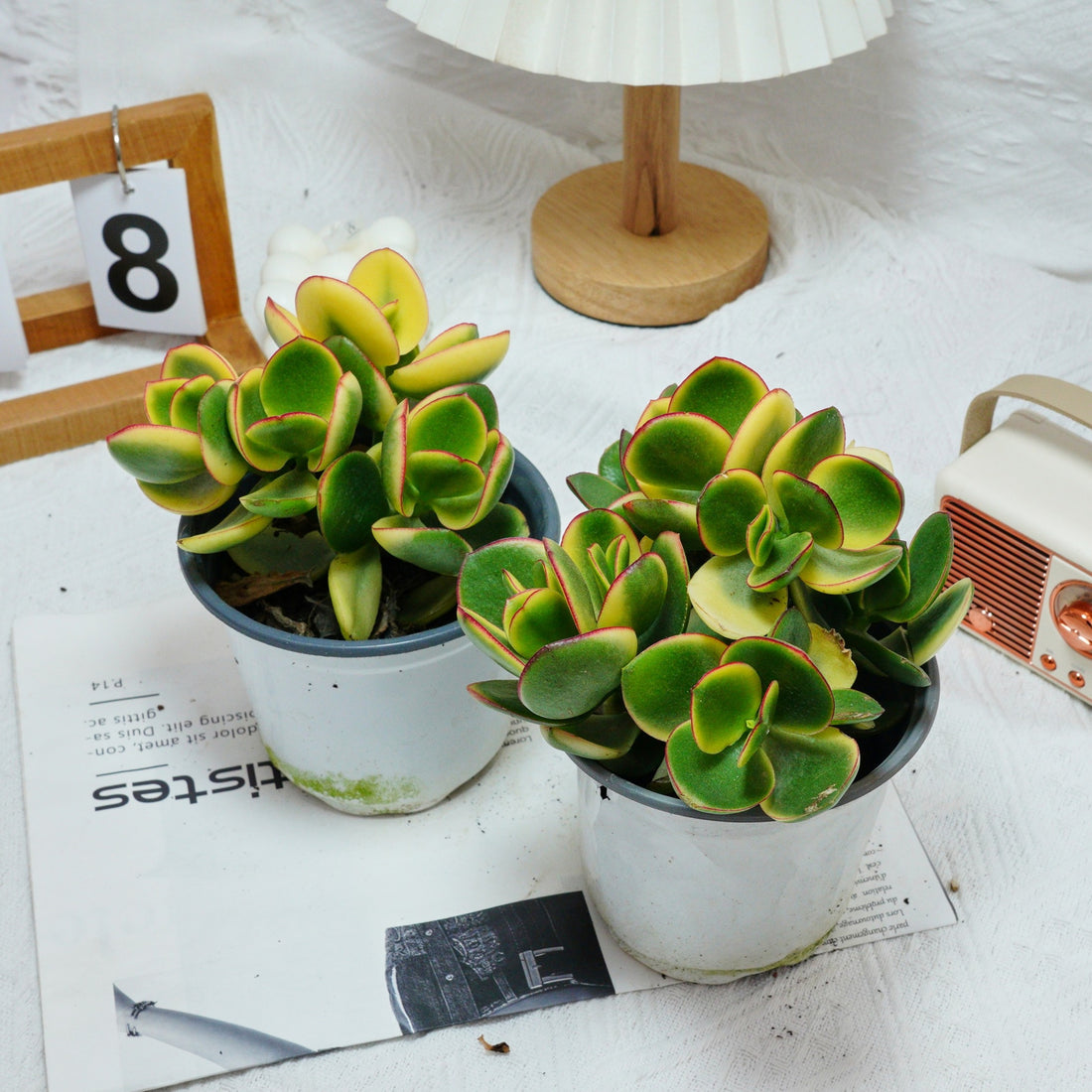 5'' Crassula Ovata Variegated, Rare Live Succulent Plants
