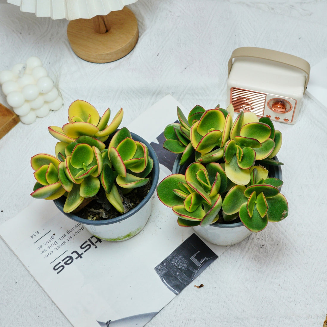 5'' Crassula Ovata Variegated, Rare Live Succulent Plants