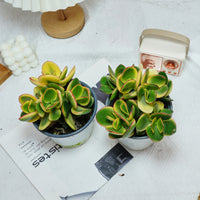 5'' Crassula Ovata Variegated, Rare Live Succulent Plants