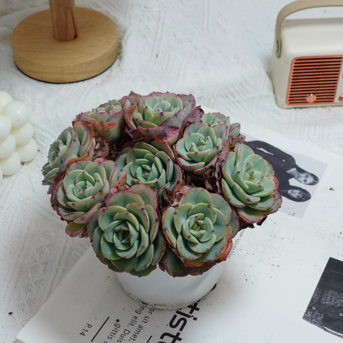 5'' Echeveria Atlantis, Rare Live Succulent Plants