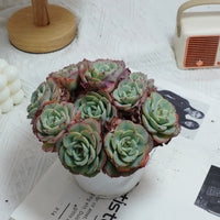 5'' Echeveria Atlantis, Rare Live Succulent Plants