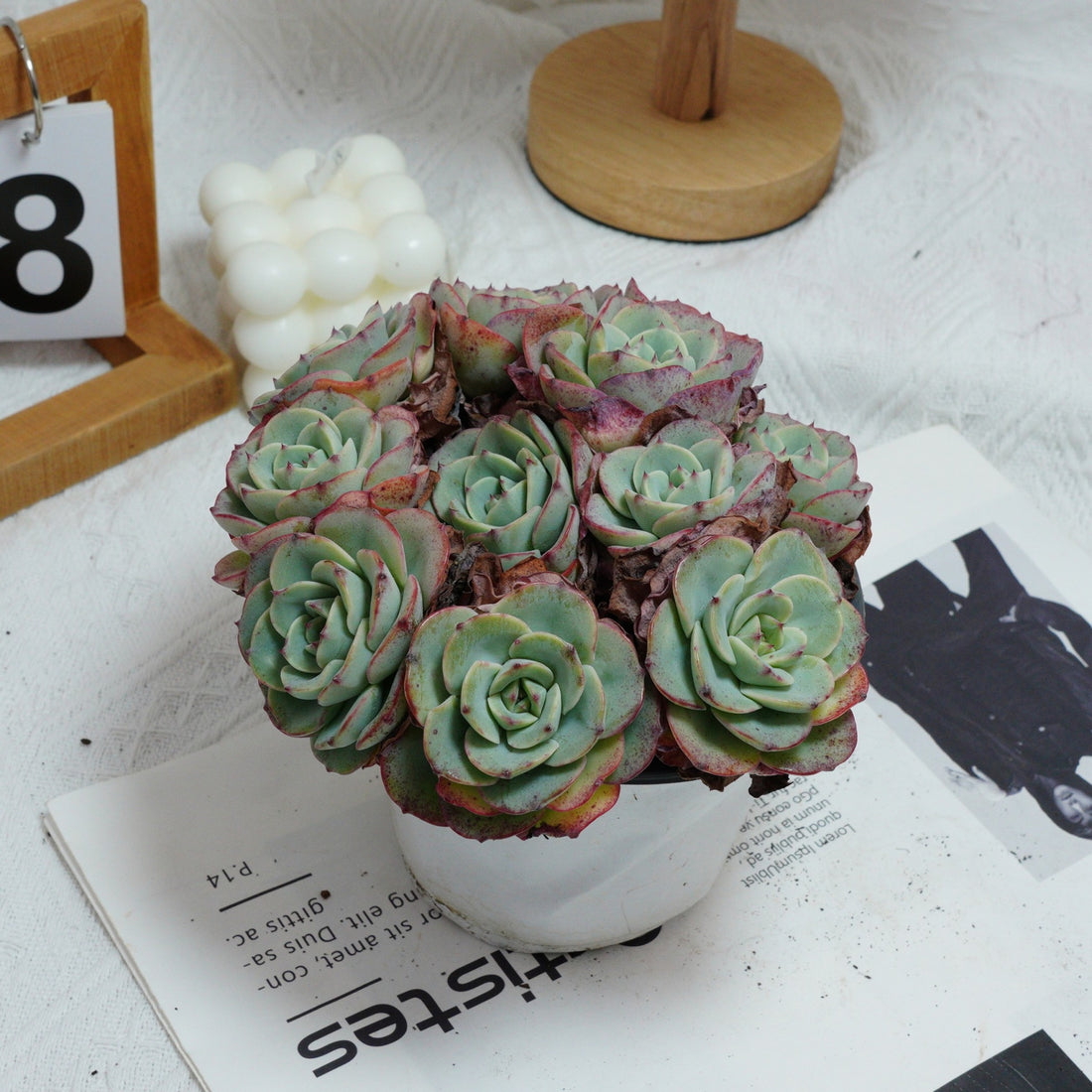 5'' Echeveria Atlantis, Rare Live Succulent Plants