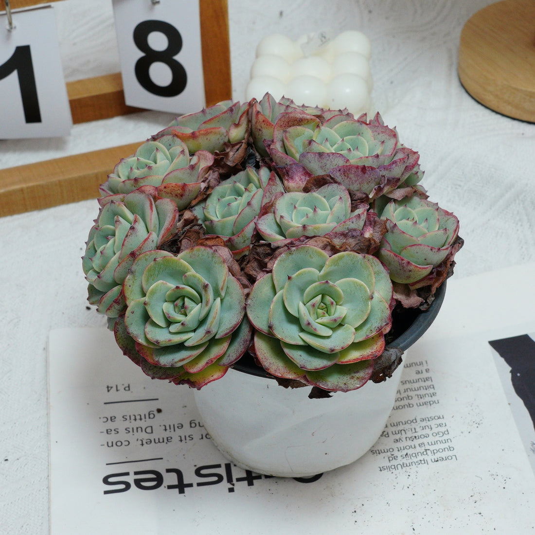 5'' Echeveria Atlantis, Rare Live Succulent Plants