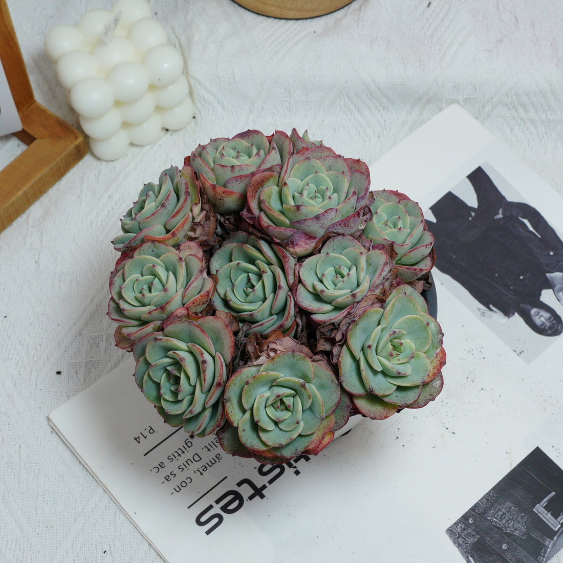 5'' Echeveria Atlantis, Rare Live Succulent Plants