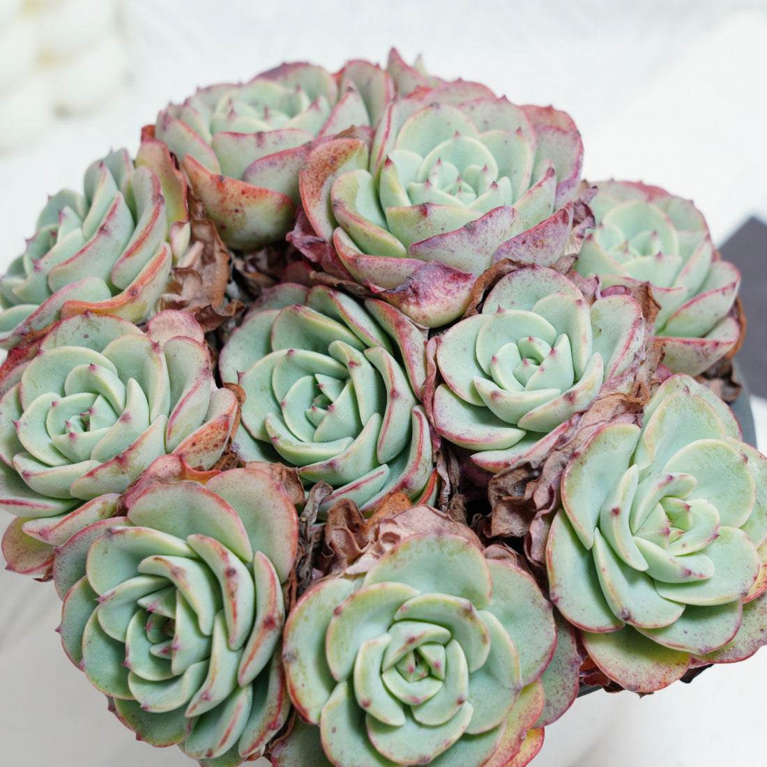 5'' Echeveria Atlantis, Rare Live Succulent Plants