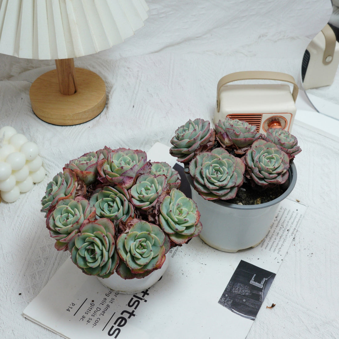 5'' Echeveria Atlantis, Rare Live Succulent Plants
