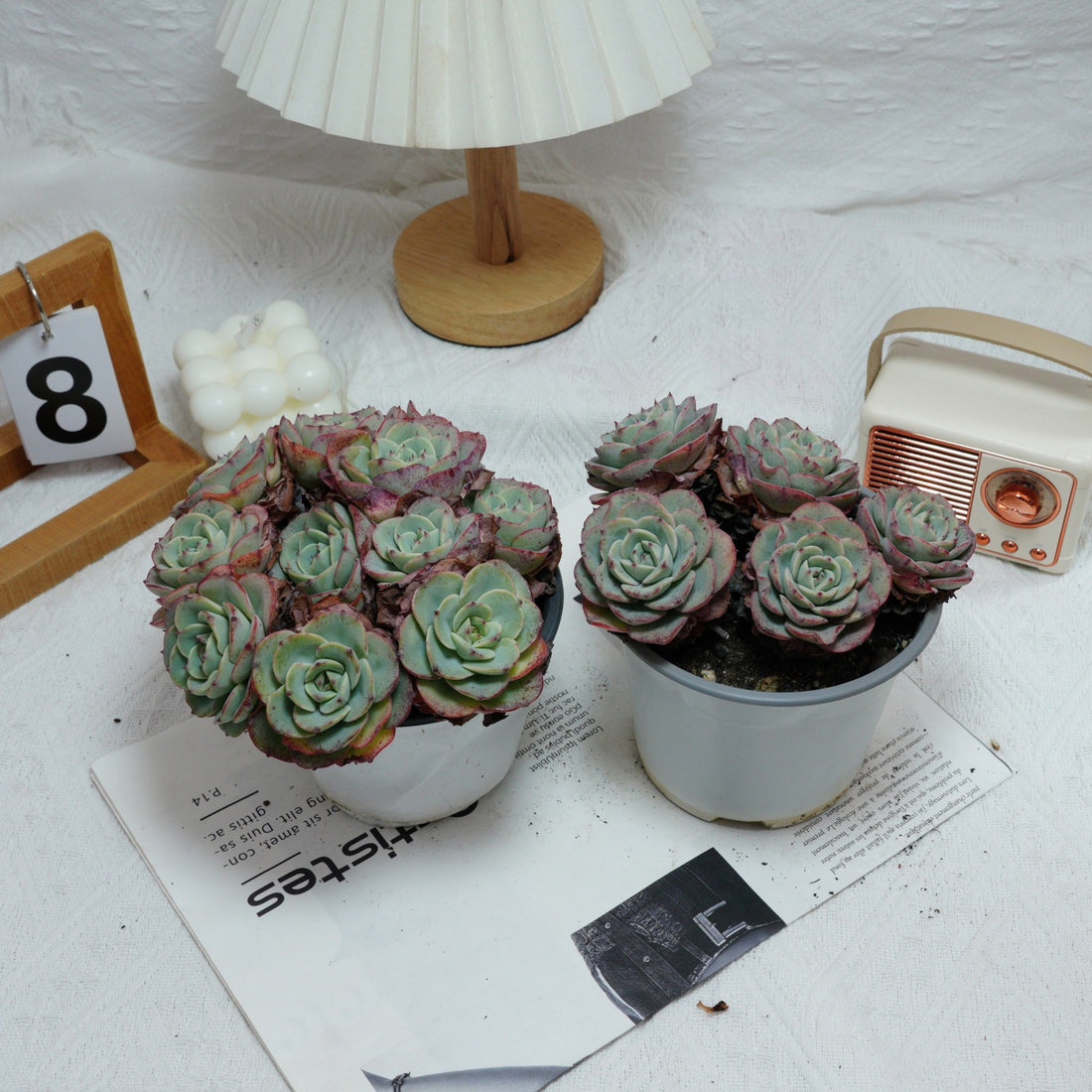 5'' Echeveria Atlantis, Rare Live Succulent Plants