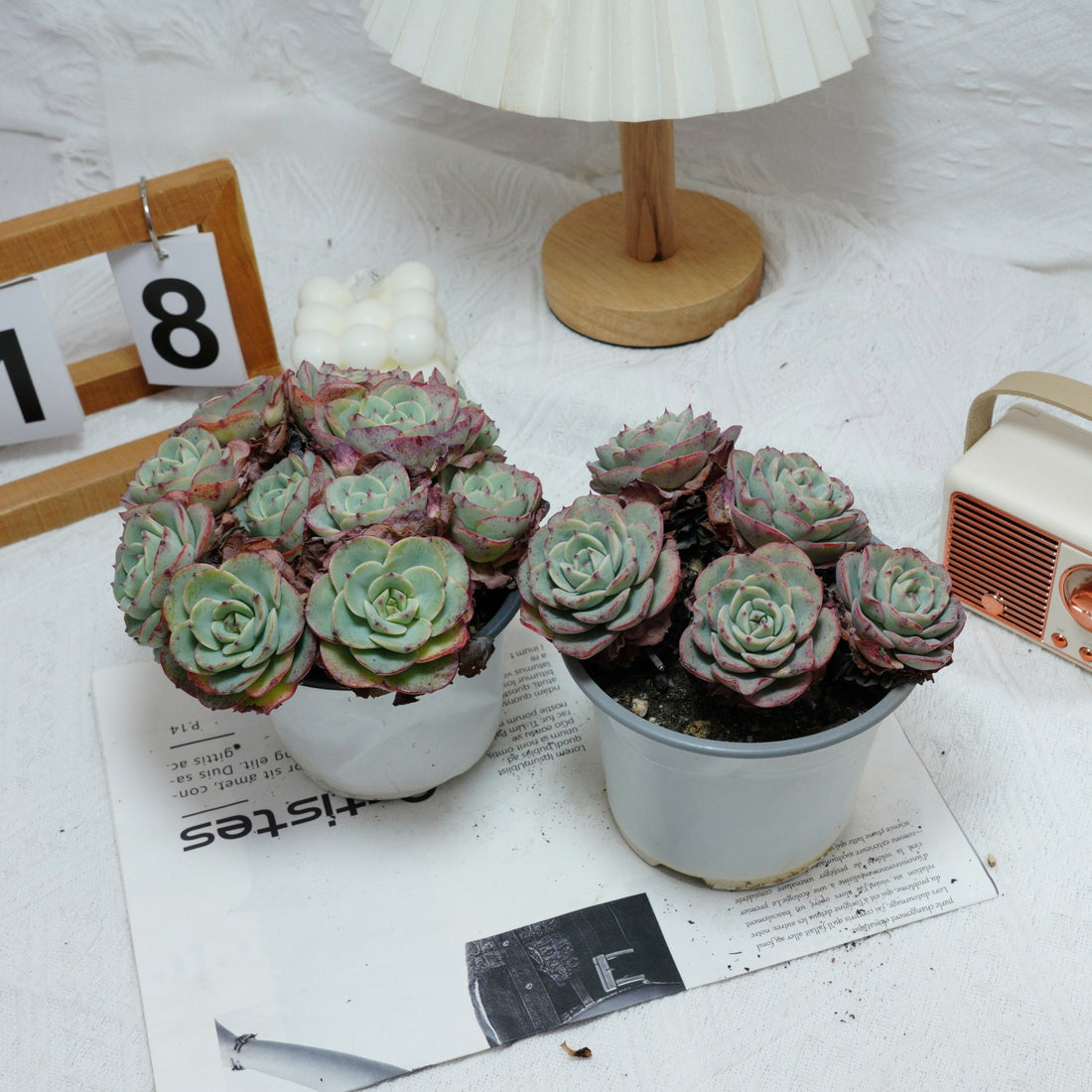 5'' Echeveria Atlantis, Rare Live Succulent Plants