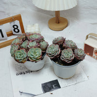 5'' Echeveria Atlantis, Rare Live Succulent Plants