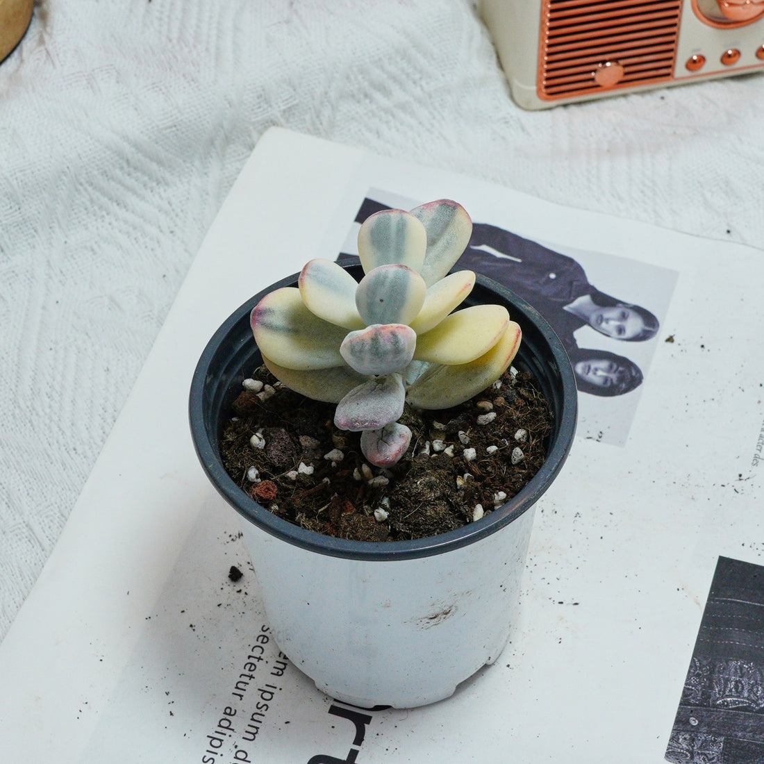 2.5'' Cotyledon Orbiculata Variegated, Rare Live Succulent Plants