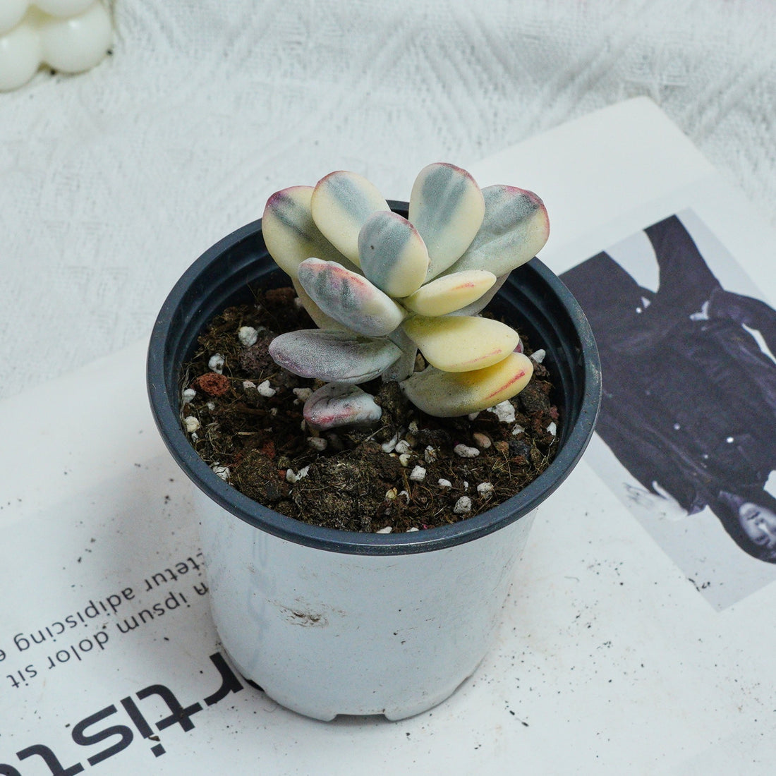 2.5'' Cotyledon Orbiculata Variegated, Rare Live Succulent Plants