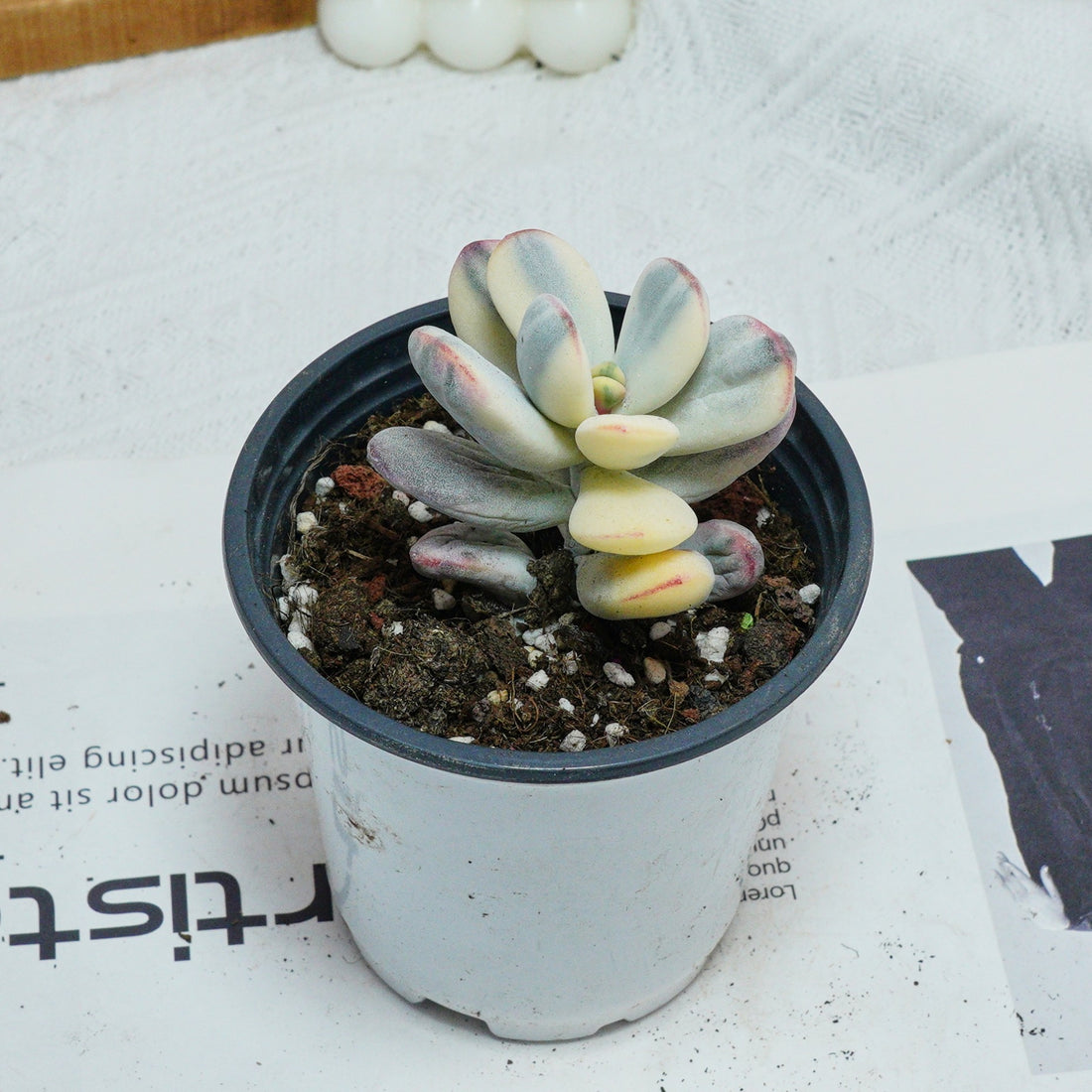 2.5'' Cotyledon Orbiculata Variegated, Rare Live Succulent Plants