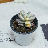 2.5'' Cotyledon Orbiculata Variegated, Rare Live Succulent Plants