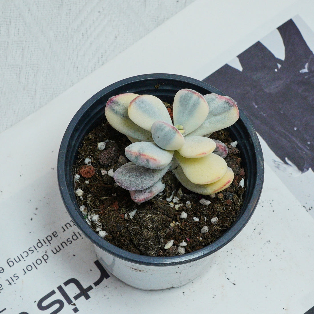 2.5'' Cotyledon Orbiculata Variegated, Rare Live Succulent Plants