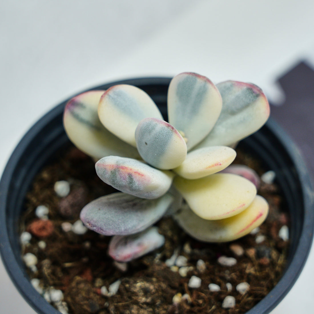 2.5'' Cotyledon Orbiculata Variegated, Rare Live Succulent Plants