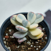 2.5'' Cotyledon Orbiculata Variegated, Rare Live Succulent Plants
