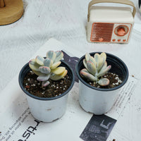 2.5'' Cotyledon Orbiculata Variegated, Rare Live Succulent Plants