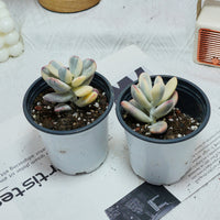 2.5'' Cotyledon Orbiculata Variegated, Rare Live Succulent Plants