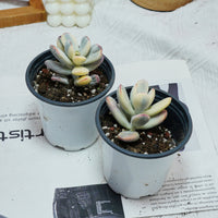 2.5'' Cotyledon Orbiculata Variegated, Rare Live Succulent Plants