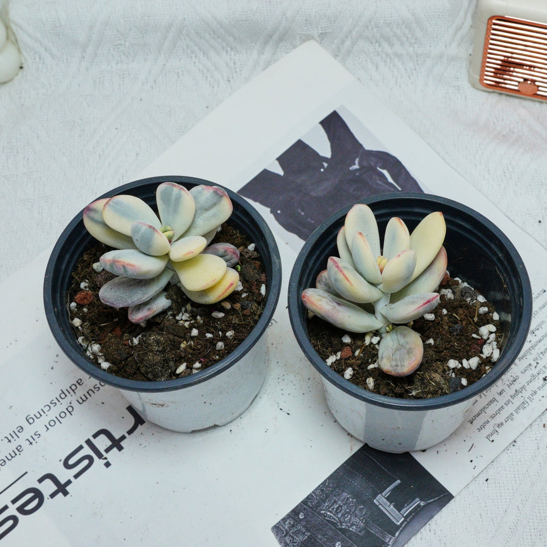 2.5'' Cotyledon Orbiculata Variegated, Rare Live Succulent Plants