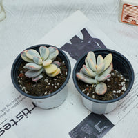 2.5'' Cotyledon Orbiculata Variegated, Rare Live Succulent Plants