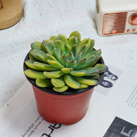 5'' Echeveria Fairy Variegated, Rare Live Succulent Plants