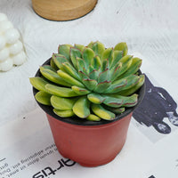 5'' Echeveria Fairy Variegated, Rare Live Succulent Plants