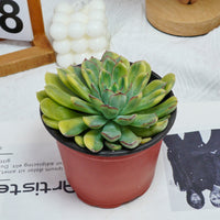 5'' Echeveria Fairy Variegated, Rare Live Succulent Plants