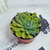 5'' Echeveria Fairy Variegated, Rare Live Succulent Plants