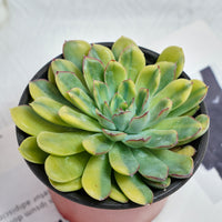 5'' Echeveria Fairy Variegated, Rare Live Succulent Plants