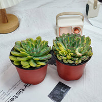5'' Echeveria Fairy Variegated, Rare Live Succulent Plants