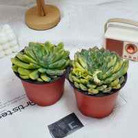 5'' Echeveria Fairy Variegated, Rare Live Succulent Plants