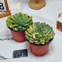 5'' Echeveria Fairy Variegated, Rare Live Succulent Plants