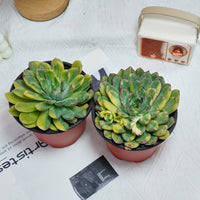 5'' Echeveria Fairy Variegated, Rare Live Succulent Plants
