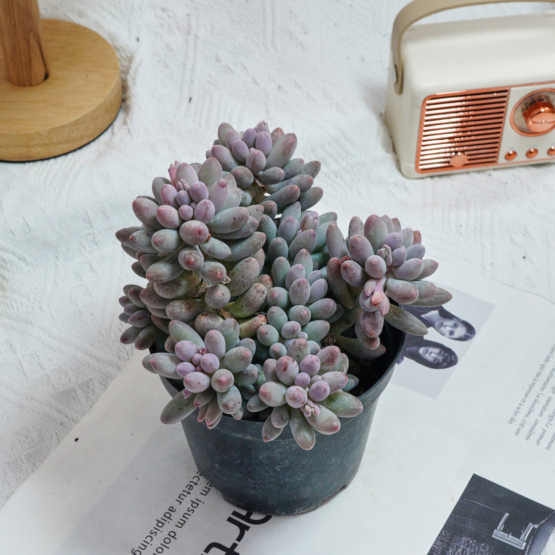 5'' Pachyphytum Baby Finger, Rare Live Succulent Plants