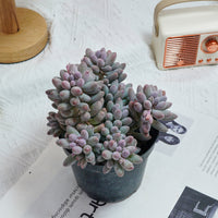 5'' Pachyphytum Baby Finger, Rare Live Succulent Plants
