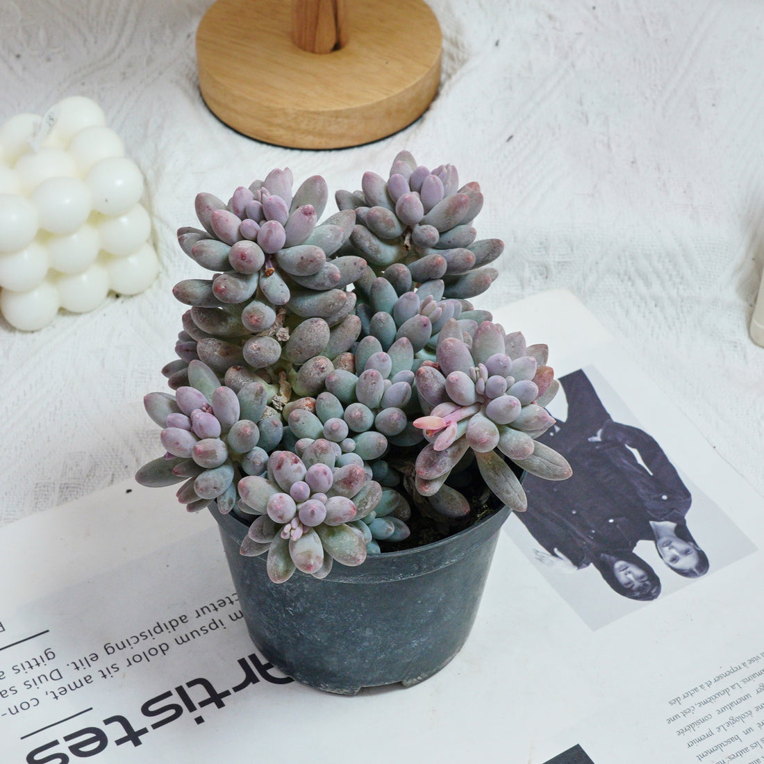5'' Pachyphytum Baby Finger, Rare Live Succulent Plants