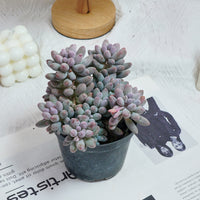 5'' Pachyphytum Baby Finger, Rare Live Succulent Plants
